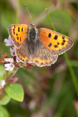 Small Copper