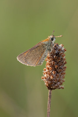 Small Skipper