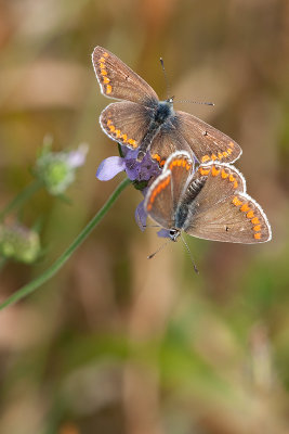 One Brown Argus and a female Chalkhill Blue