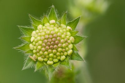 Scabious bud