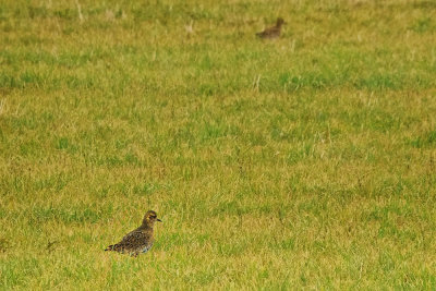 Golden Plover