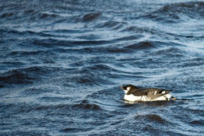 Juvenile (Ist Winter) Guillemot