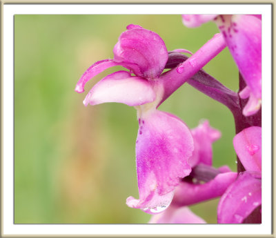 Early Purple Orchid Macro