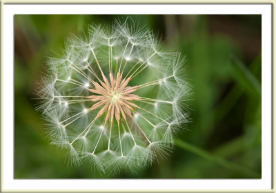 Dandelion (a different one! )