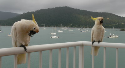 birdlife on balcony of Coral Sea Resort