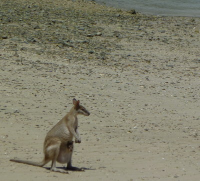 Wallaby taking Joey to the Beach
