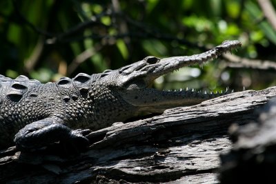 Crocodile, La Ventanilla