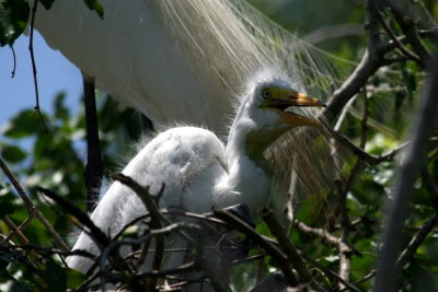 Baby Egret, La Ventanilla