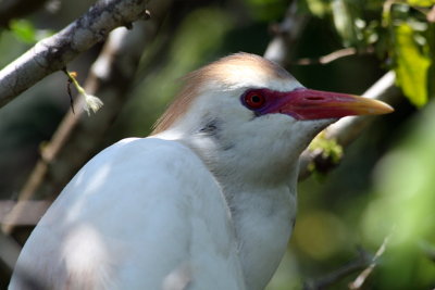 Egret, La Ventanilla