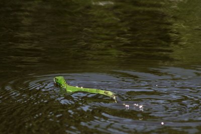 Swimming Lizard, La Ventanilla