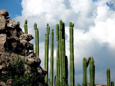 Cactus Fence, Mitla