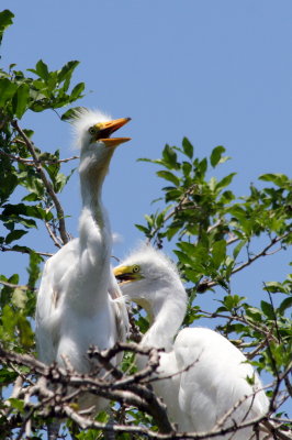 Egrets, La Ventanilla