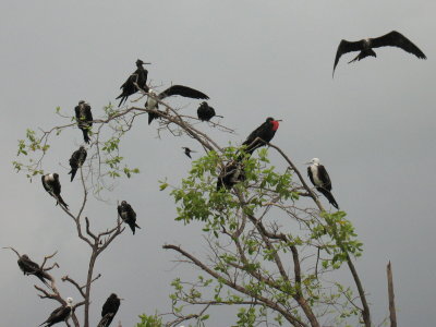Frigate Birds, Manialtepec