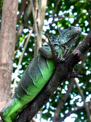 Iguana, La Ventanilla
