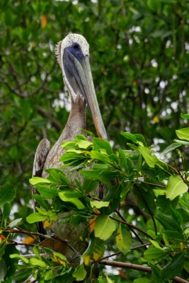Old Pelican, Manialtepec