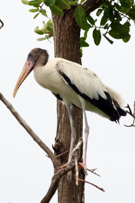 Wood Stork, Manialtepec