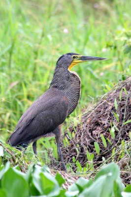 Tiger Heron, Manialtepec