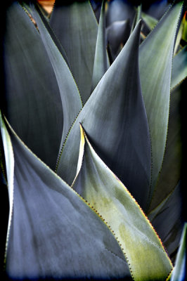 agaves