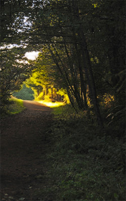 forest path