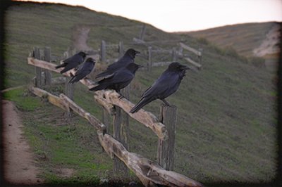 ravens