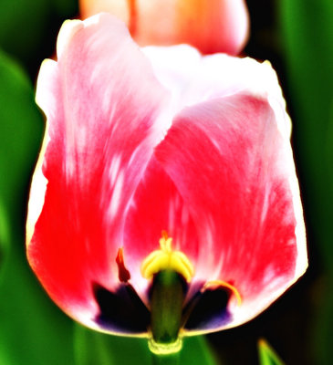 tulip glow