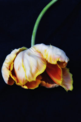 fallen tulip