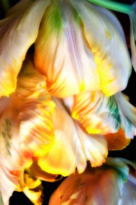 tulip cascade