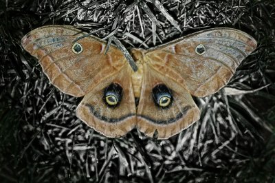 dead moth