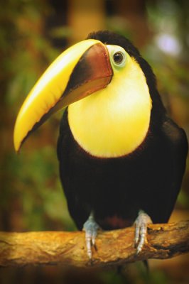 toucan too