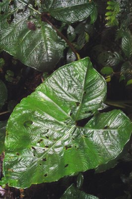 elephant leaves