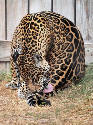 Jacksonville Zoo - Jaguar