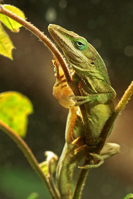 Green Anole