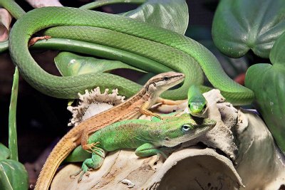 Reptile Stack