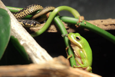 Garter Snake - Green Tree Frog