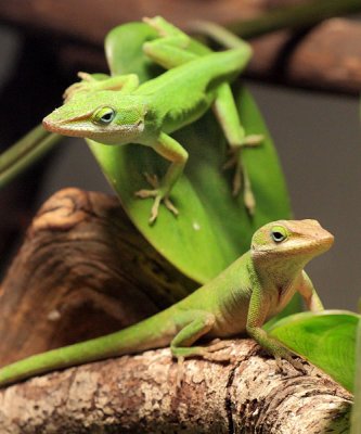 Green Anoles