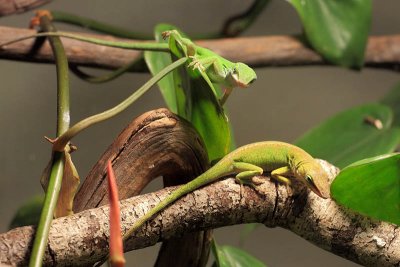 Green Anoles