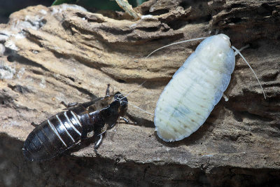 Hissing Cockroach