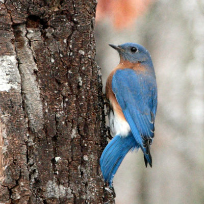 Bluebird