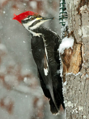 Piliated Woodpecker female