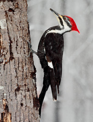 Female Piliated Woodpecker