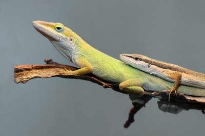 Green Anole/Long Tailed Lizard