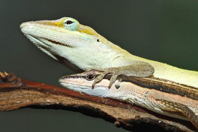 Green Anole/Long Tailed Lizard