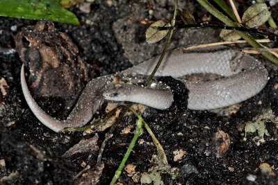 Smooth Earthsnake Virginia valeriae