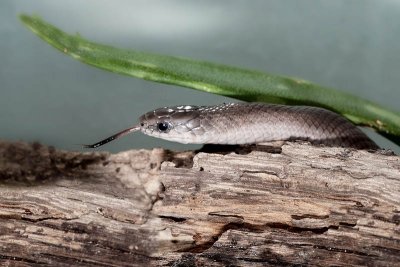 Smooth Earthsnake Virginia valeriae