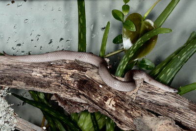 Smooth Earthsnake Virginia valeriae