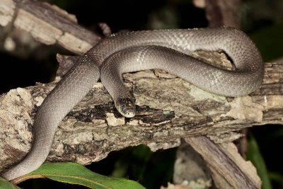 Smooth Earthsnake Virginia valeriae