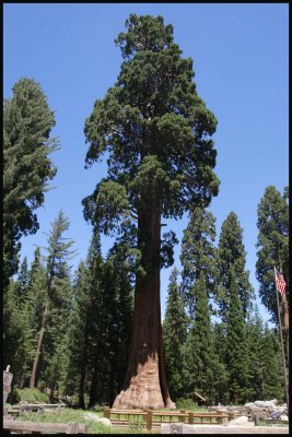 Sequoia NP