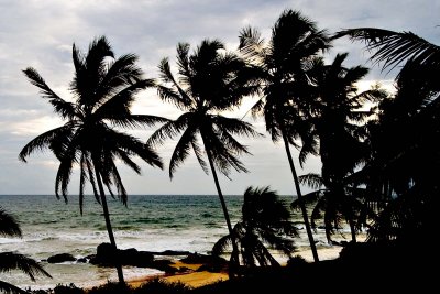 Sunset Palms