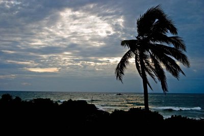 Sunset Palm