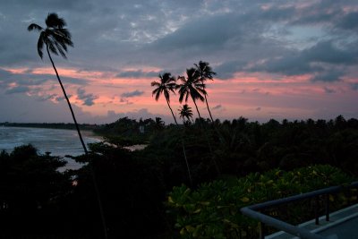 More Palms